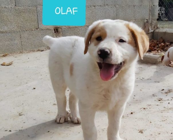 Olaf adopté 27.06.20 Olaf adopté 27.06.20