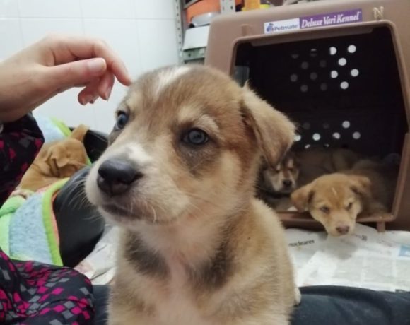 Tiguer adopté 15.02.2020