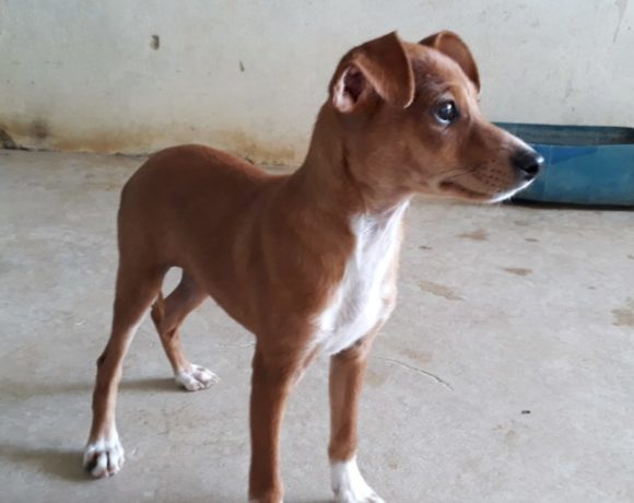 Bruna adoptée 27.06.20