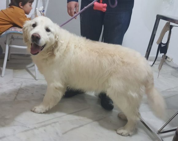 Bruno adopté 27.06.20