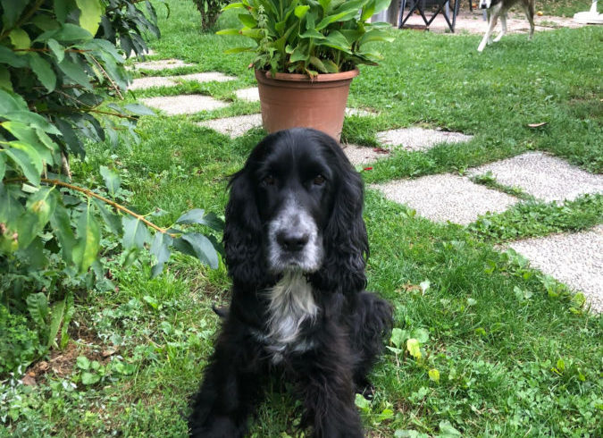 Paco adopté 18.11.2020 Paco adopté 18.11.2020