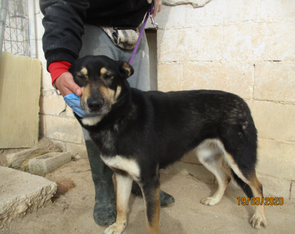 Azara adoptée 27.06.20