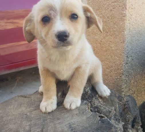 Tano adopté 27.06.20