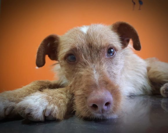 Bandit adopté 27.06.20
