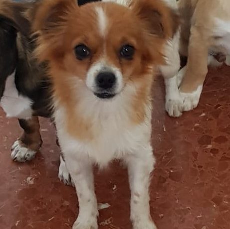 Chispy adoptée 27.06.20