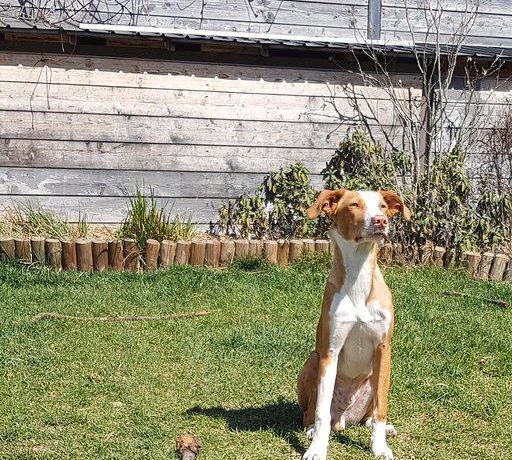 Fletcher adopté 18.04.2020