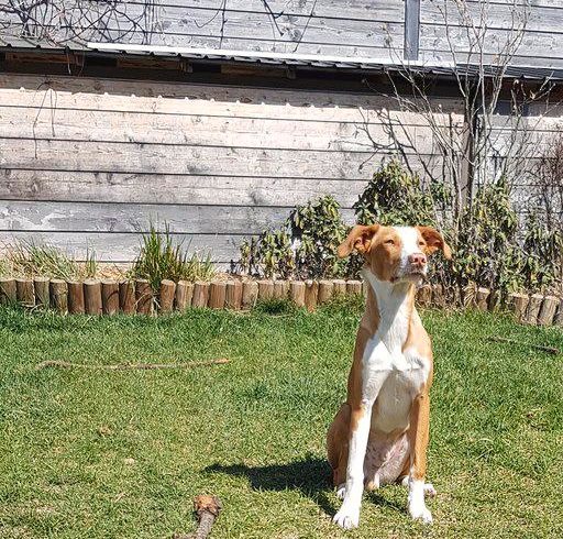 Fletcher adopté 18.04.2020 Fletcher adopté 18.04.2020