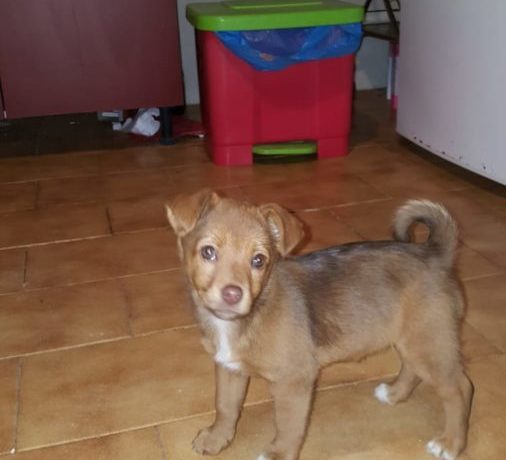 Tyna adoptée 27.06.20