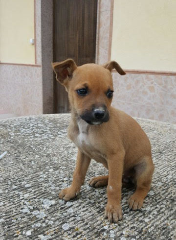 Lila adoptée 27.06.20 Lila adoptée 27.06.20