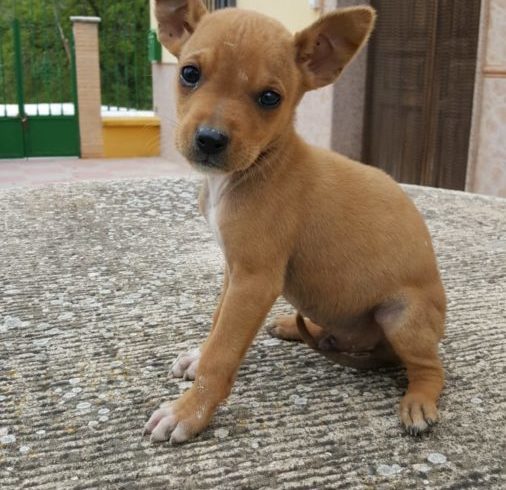 Lupo adopté 27.06.20 Lupo adopté 27.06.20