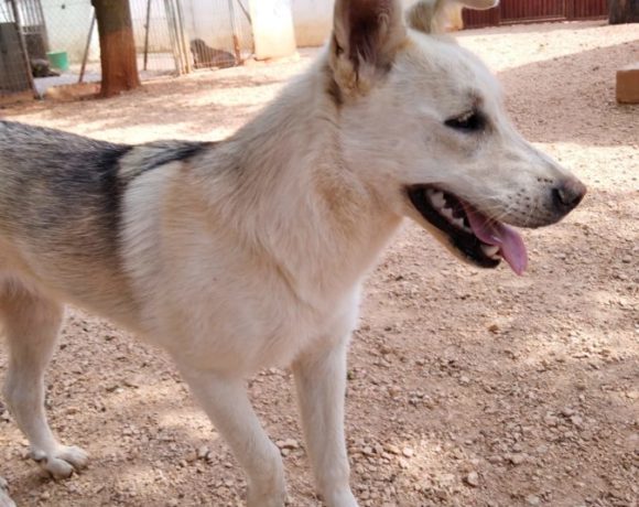 Creta adoptée 11.09.2020