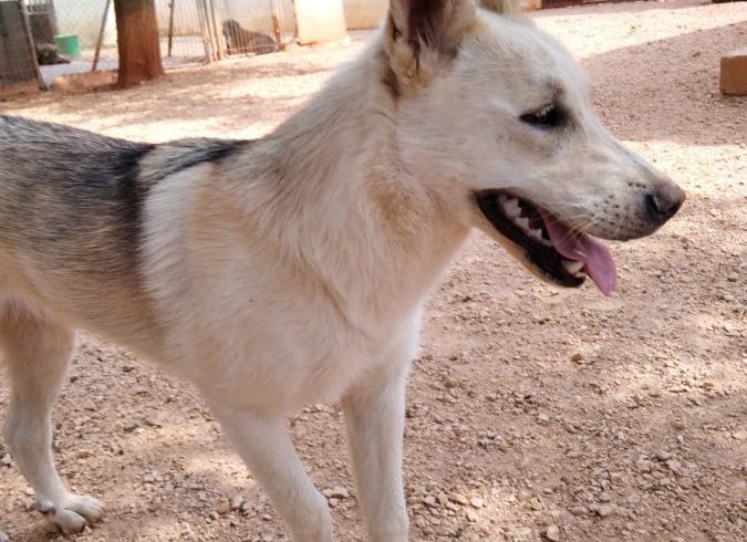 Creta adoptée 11.09.2020 Creta adoptée 11.09.2020