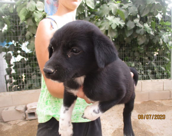 Enya adoptée 11.09.2020
