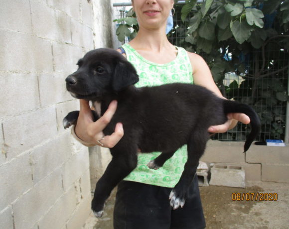 Luana adoptée 11.09.2020