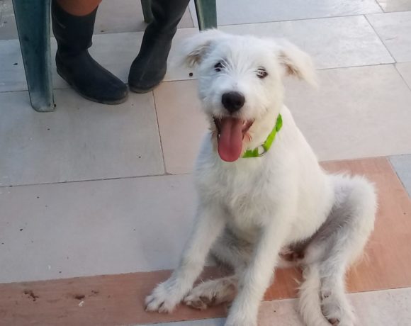 Tila adoptée 26.09.2020