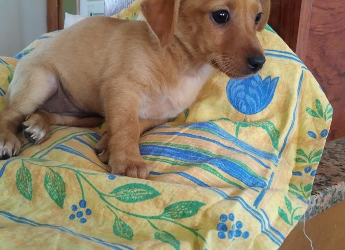 Galleta adoptée 11.09.2020 Galleta adoptée 11.09.2020