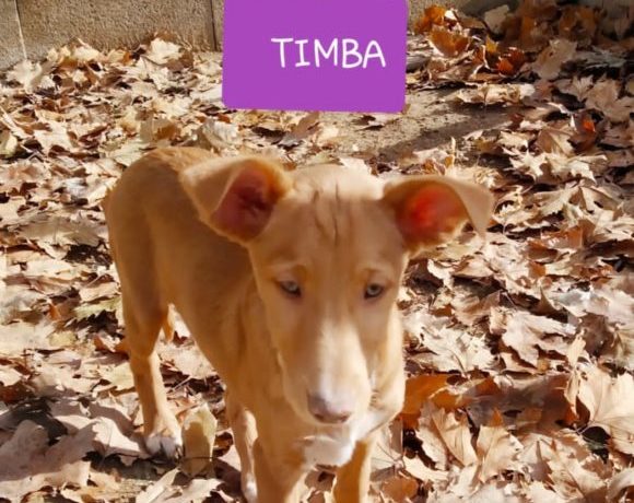 Timba adopté 11.09.2020
