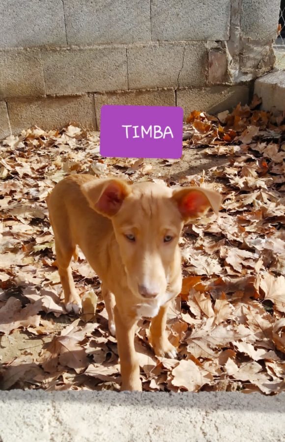 Timba adopté 11.09.2020