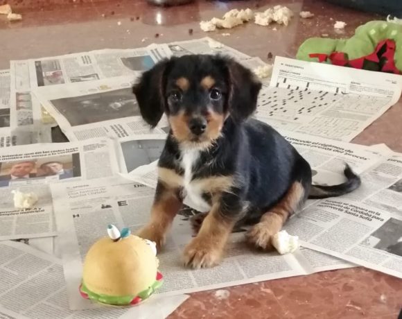 Boomer adopté 19.12.2020