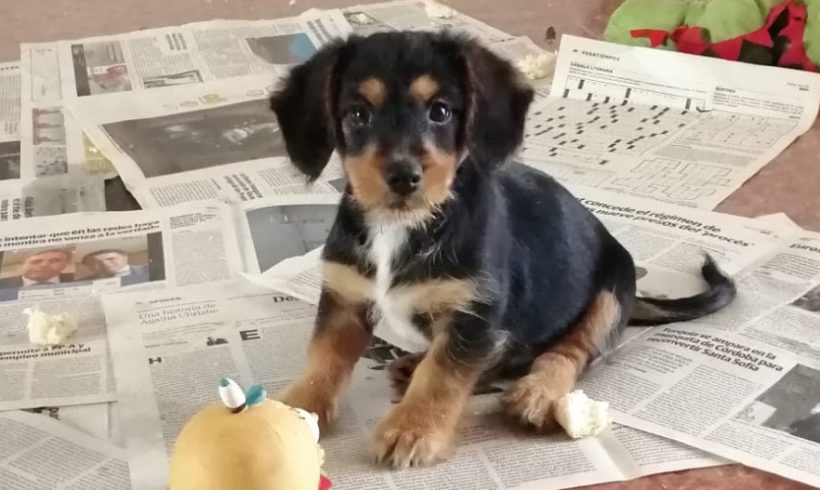 Boomer adopté 19.12.2020 Boomer adopté 19.12.2020