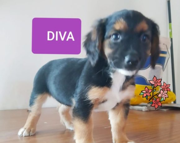 Diva adoptée 19.12.2020