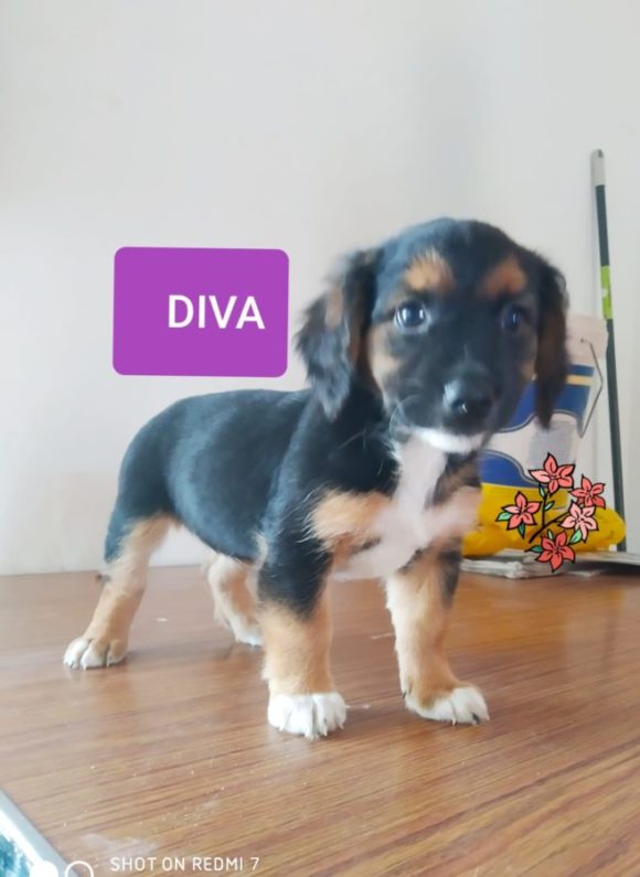 Diva adoptée 19.12.2020