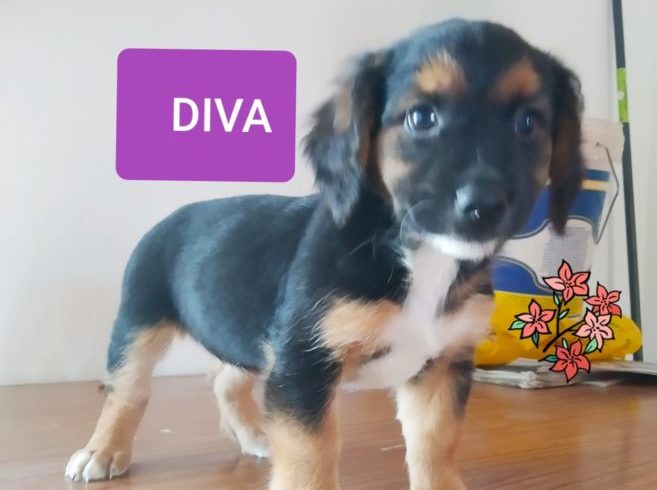 Diva adoptée 19.12.2020