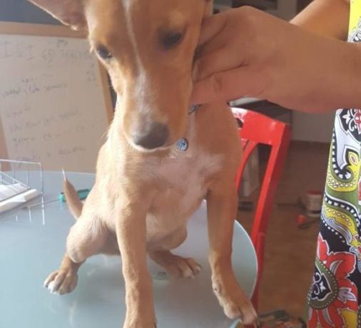 Kira adoptée 19.12.2020