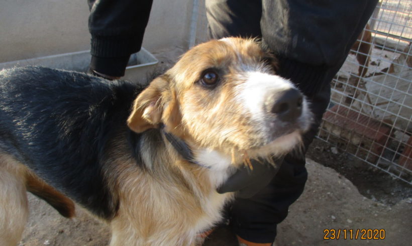 Paco adopté 13.03.21 Paco adopté 13.03.21