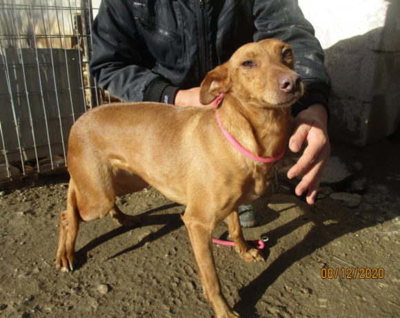 Tula adoptée 13.03.21