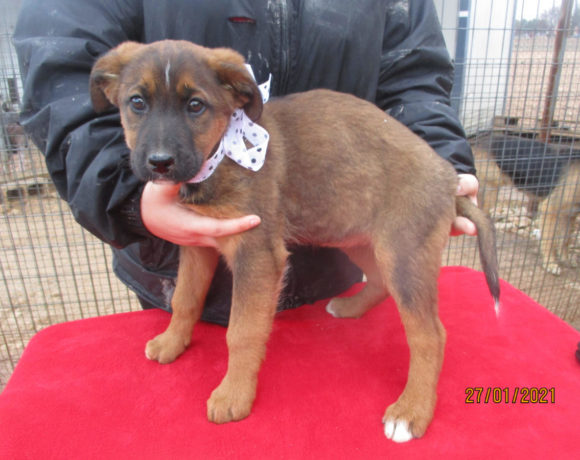 Blue adoptée 13.03.21