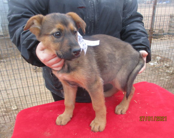 Bonnye  adoptée 13.03.21