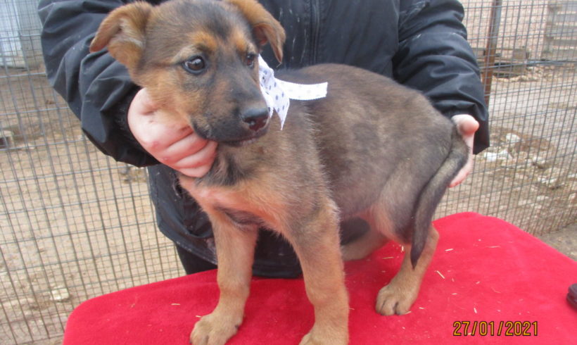 Bonnye adoptée 13.03.21 Bonnye adoptée 13.03.21