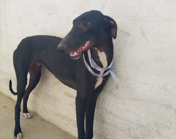 Bruce adopté 13.03.21