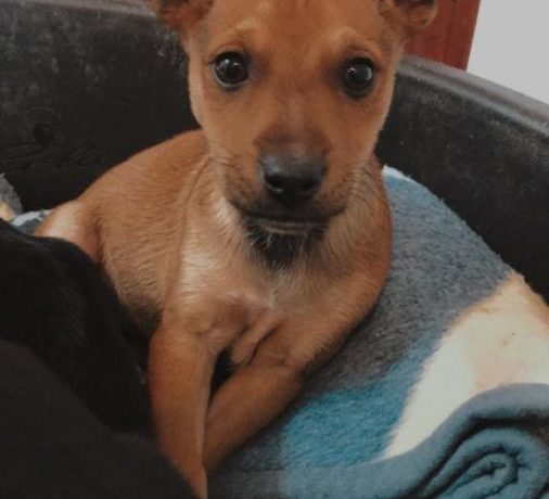Curruca adoptée 13.03.21
