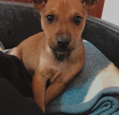 Curruca adoptée 13.03.21