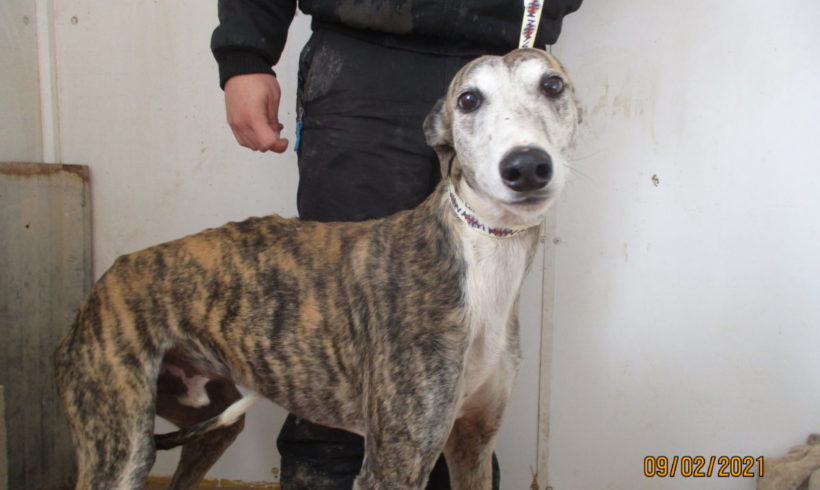 Halcon adopté 29.05.21 Halcon adopté 29.05.21