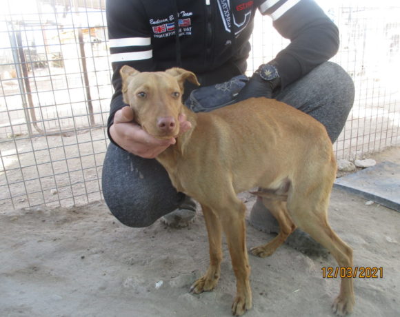 Benji adopté 17.07.21