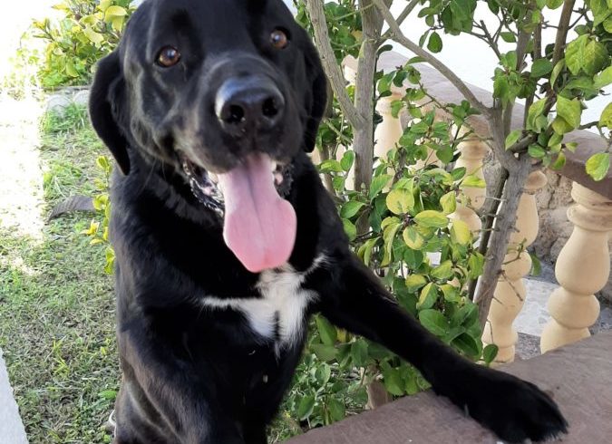 Pluto2 adopté 29.05.21
