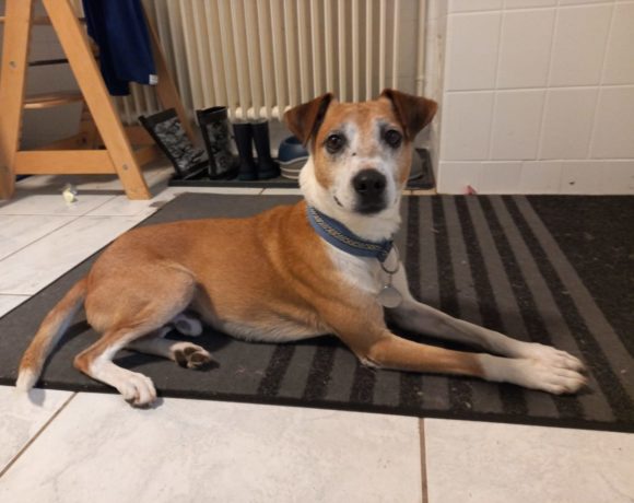 Bushel-Bobby adopté 17.07.21
