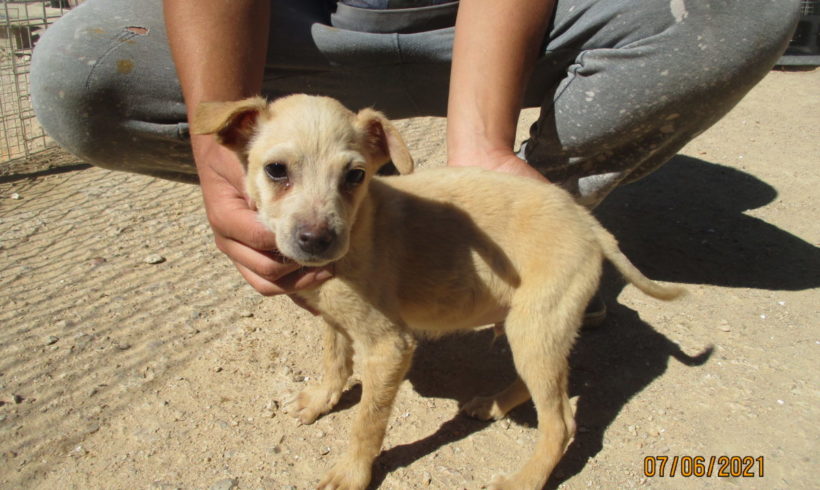 Murphi adopté 17.07.21 Murphi adopté 17.07.21