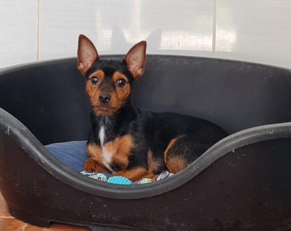 Bansky-Benji adopté 9.10.21