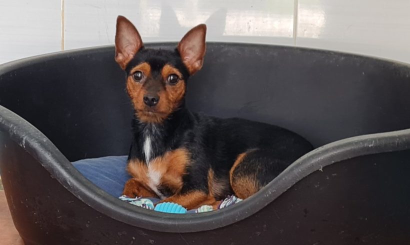 Bansky-Benji adopté 9.10.21 Bansky-Benji adopté 9.10.21