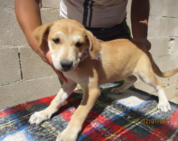 Leila-Mija adoptée 9.10.21