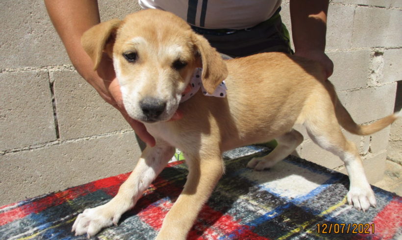 Leila-Mija adoptée 9.10.21