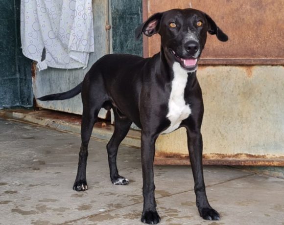 Cropan adopté 9.10.21