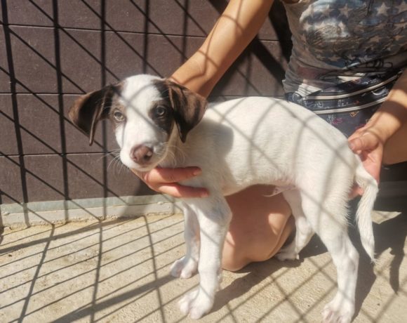 Emilio adopté 9.10.21
