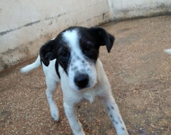 Marea adoptée 12.03.22