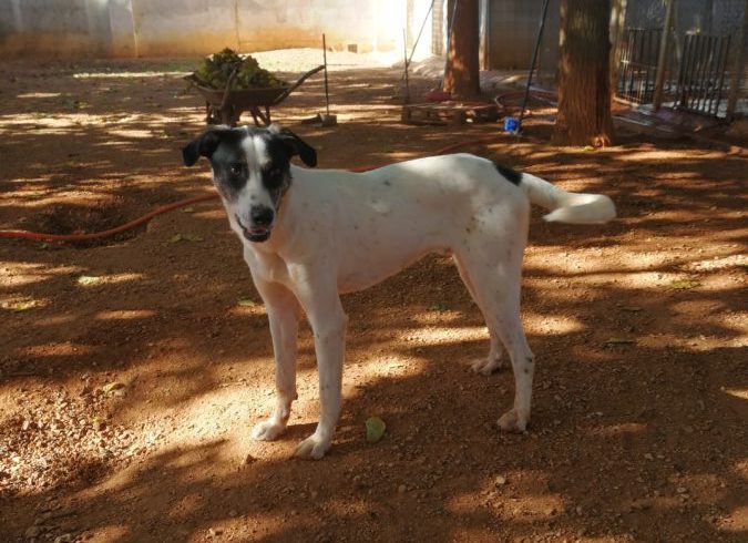 Roco – Billy adopté 20.01.24 Roco – Billy adopté 20.01.24