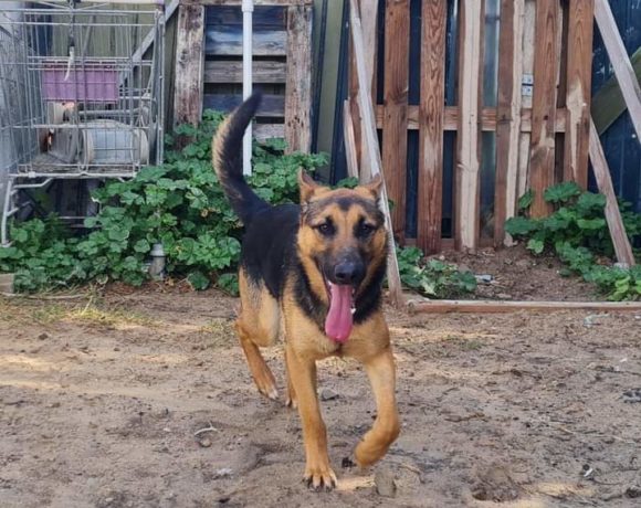 Dakar-Kalaf adopté 21.05.22
